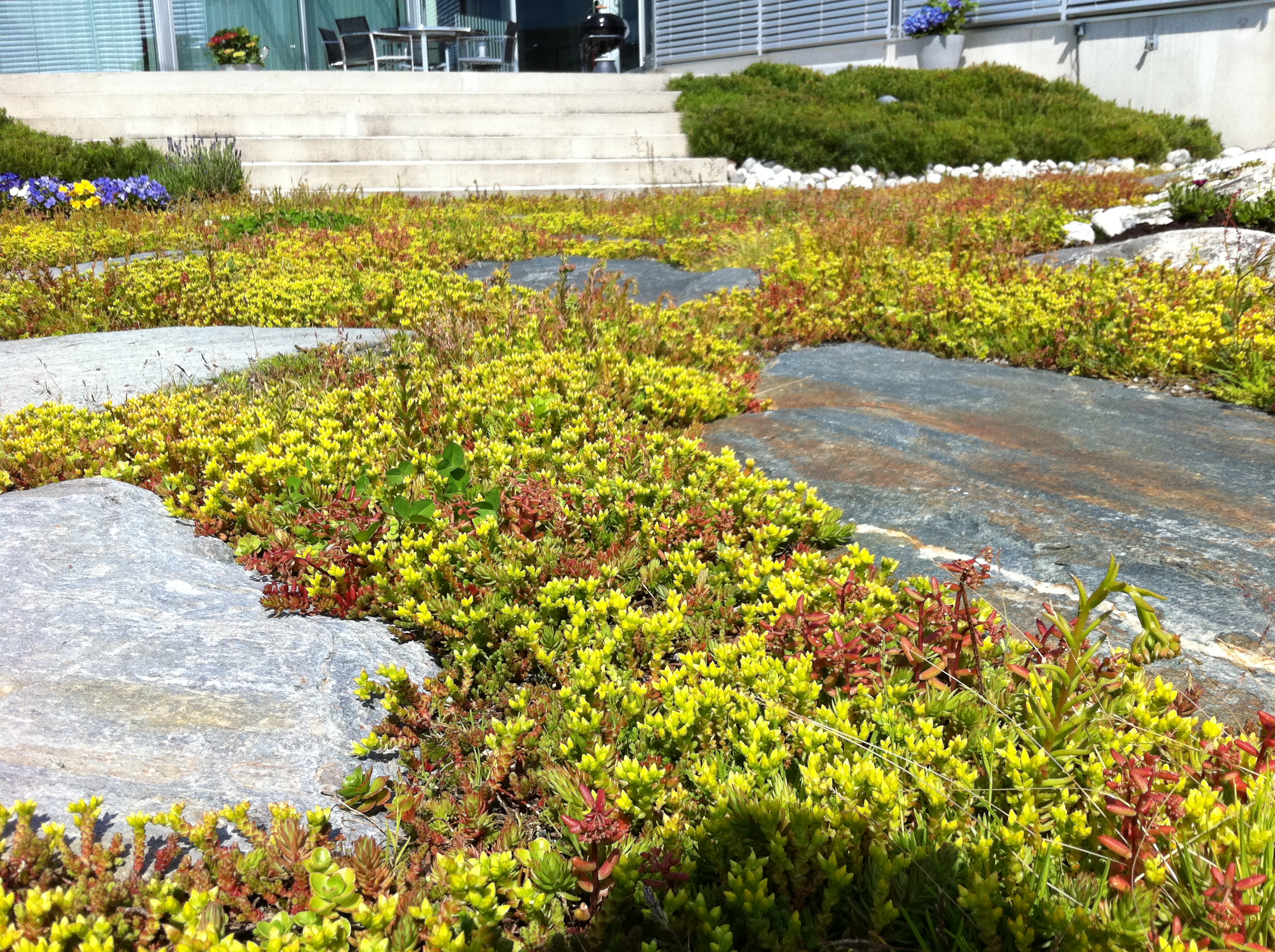 Sedum-%20fjell%20og%20blomst