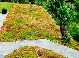 Sedum i hagen