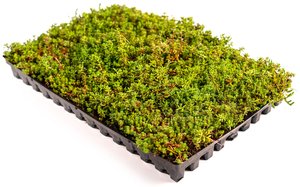 Sedumkassett-228-crop