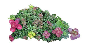 sedum-matte-liste