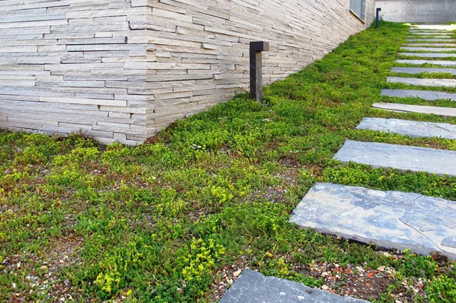 Sedum-%20inspirasjonsbilde%20med%20heller