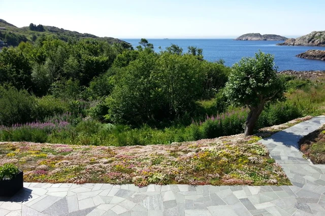 Sedum-%20inspirasjonsbilde%20med%20sj%C3%B8